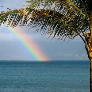 palm trees with an ocean and rainbow in the background